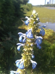 Salvia uliginosa