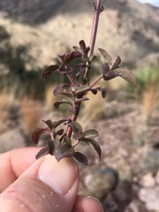 Trichostema arizonicum