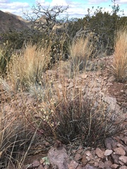 Trichostema arizonicum