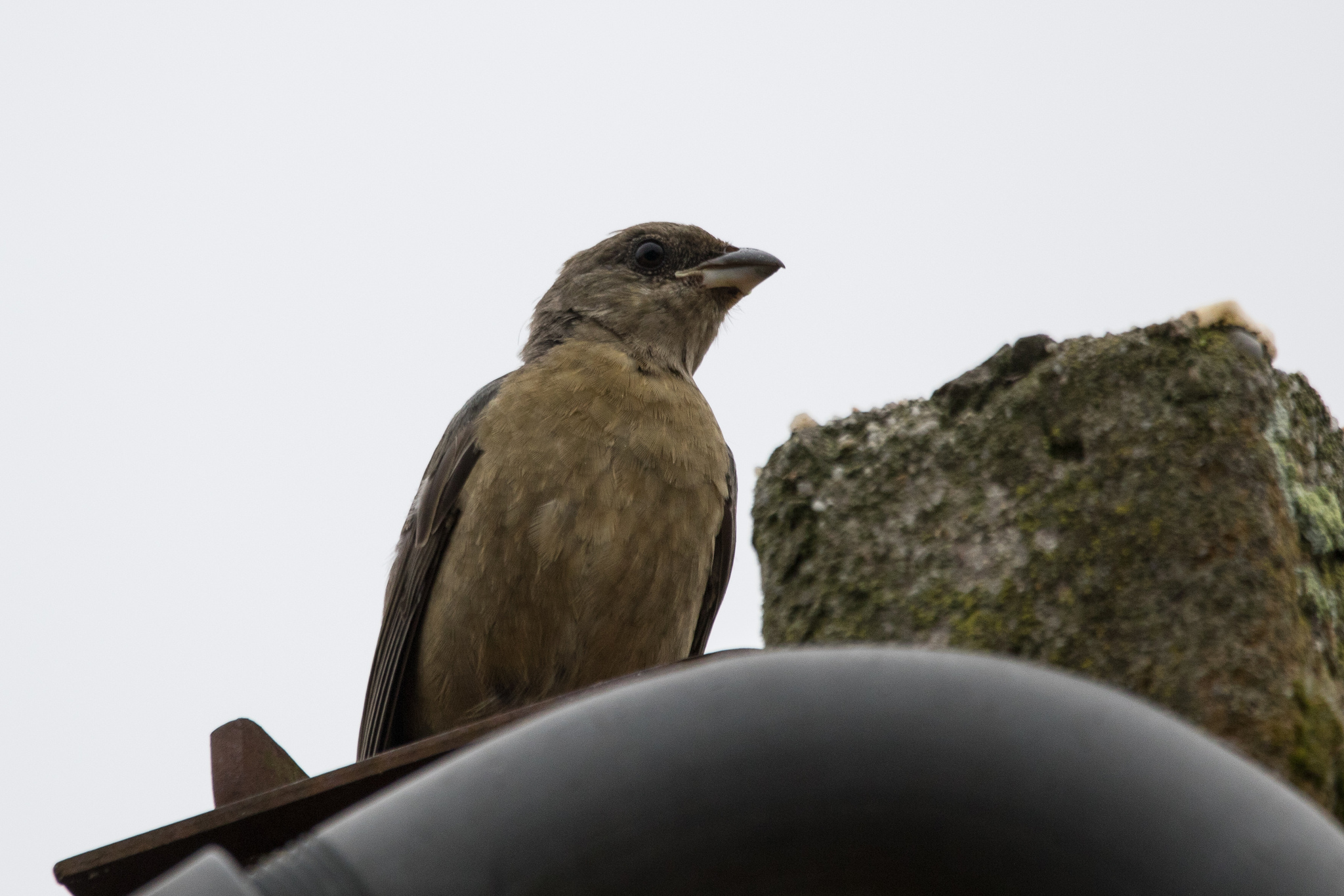 Blue-and-yellow Tanager (Rauenia bonariensis), photo 6