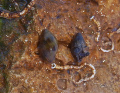 Zemelanopsis trifasciata image