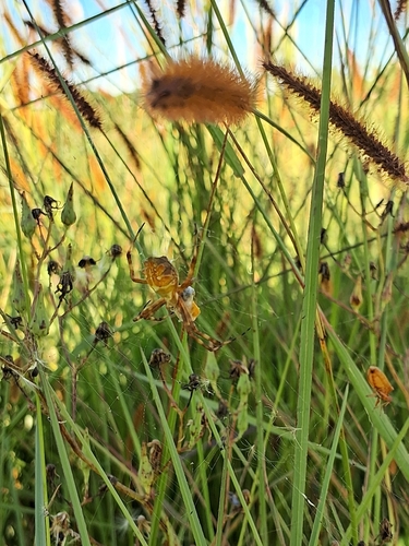 Silver Garden Orbweaver