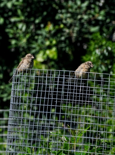 Streaky-headed Seedeater (Crithagra gularis), photo 5