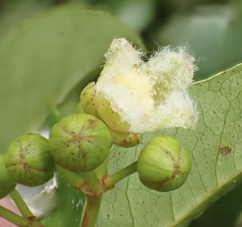 Vismia cayennensis (Vismia cayennensis)