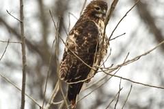 Buteo jamaicensis