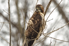Buteo jamaicensis