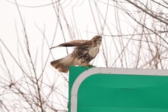 Buteo jamaicensis