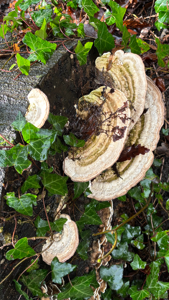 Trametes gibbosa · February 2026 · photo: © josehigas (iNaturalist, cc-by)