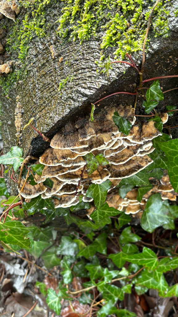Bjerkandera adusta · February 2026 · photo: © josehigas (iNaturalist, cc-by)
