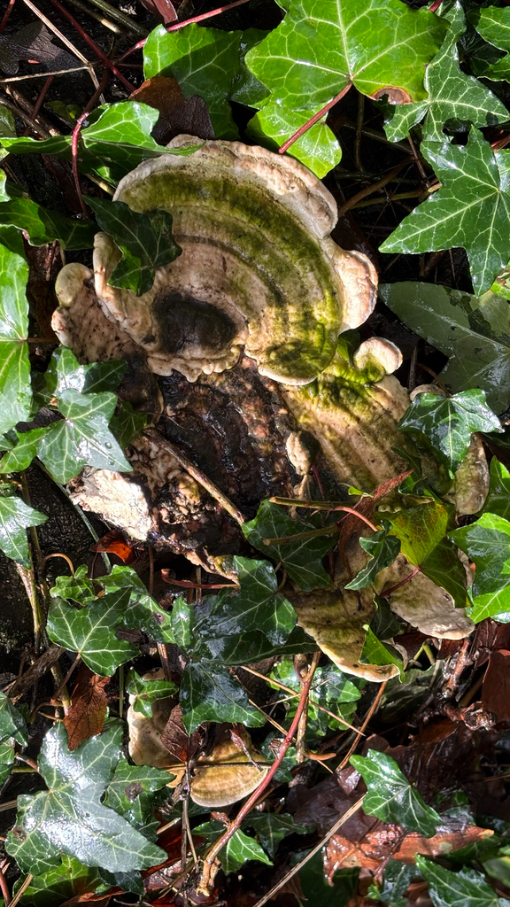 Trametes gibbosa · February 2026 · photo: © josehigas (iNaturalist, cc-by)