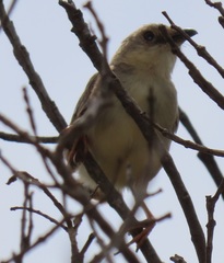 Cisticola natalensis