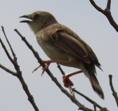 Cisticola natalensis