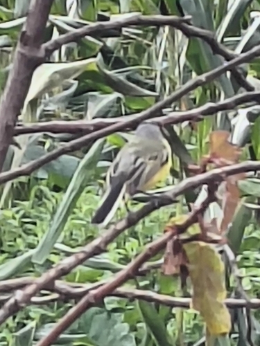 Todirostrum cinereum coloreum