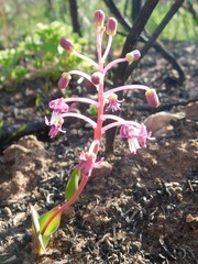 Ledebouria ovalifolia