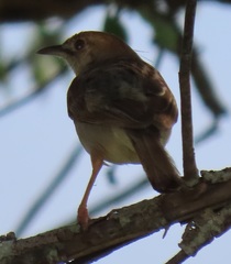Cisticola natalensis