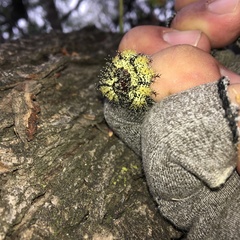 Hemileuca nevadensis