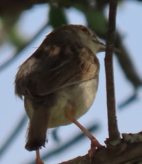 Cisticola natalensis