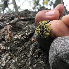 Hemileuca nevadensis