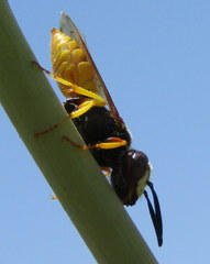 Philanthus triangulum diadema