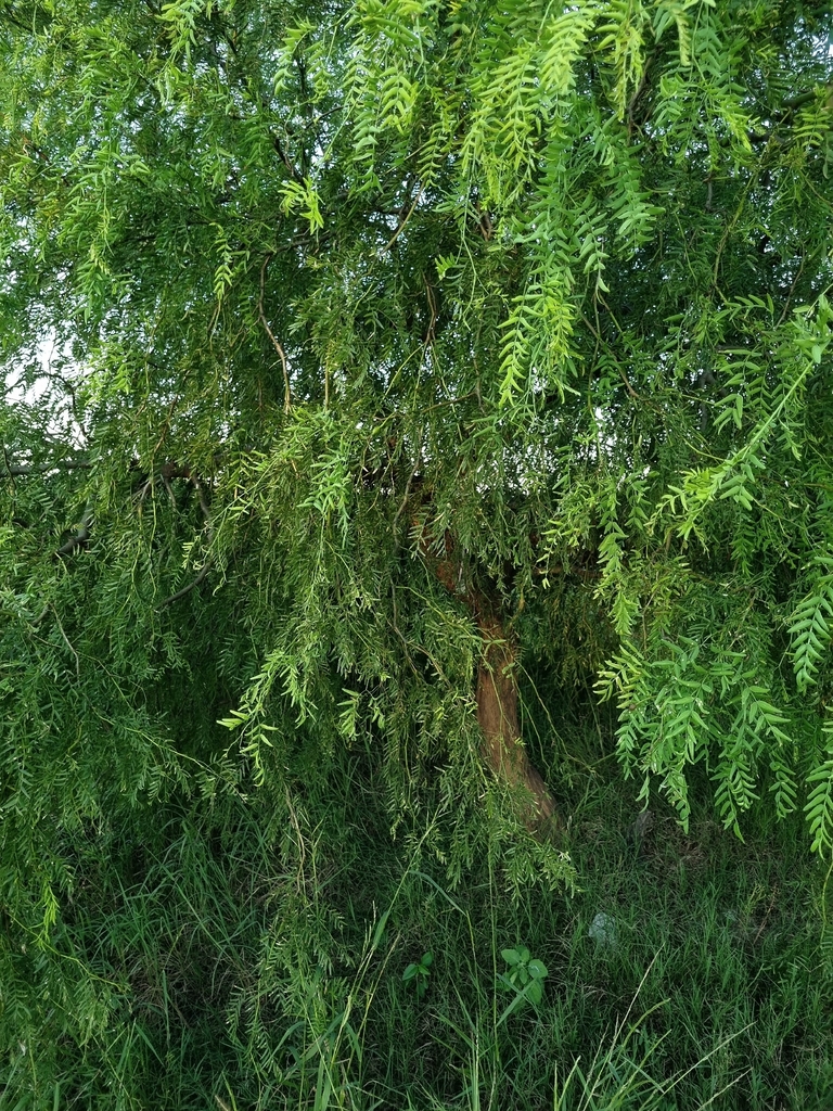 Prosopis hassleri Harms 4