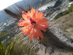 Borzicactus sepium