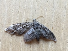 Eupithecia maestosa