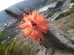Borzicactus sepium