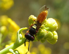 Philanthus triangulum diadema