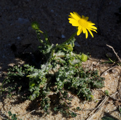 Senecio glaucus