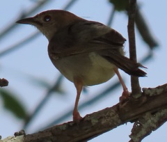 Cisticola natalensis