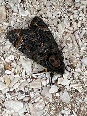Acherontia