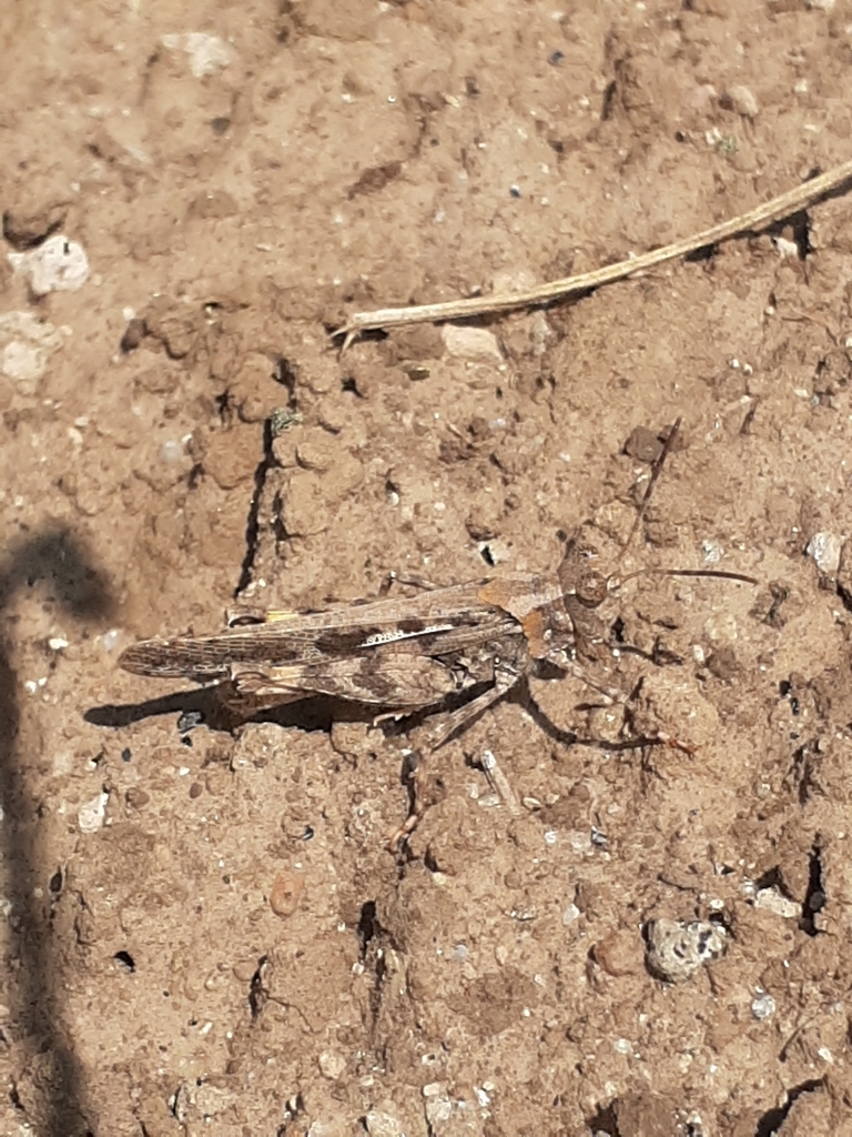 Diraneura bivenosa