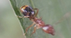 Dolichoderus lutosus