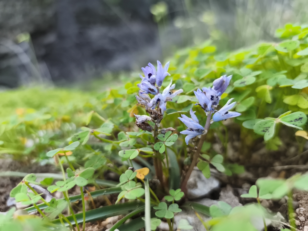 Bellevalia hyacinthoides; photograph (c) Pantazi Katerina, some rights reserved (CC BY)