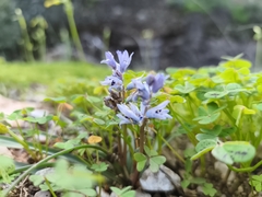 (c) Pantazi Katerina, some rights reserved (CC BY) Bellevalia hyacinthoides, photograph (c) Pantazi Katerina, some rights reserved (CC BY)