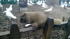 Callosciurus erythraeus styani