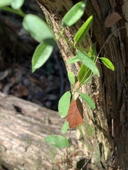 Metastelma barbigerum