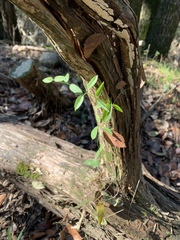 Metastelma barbigerum