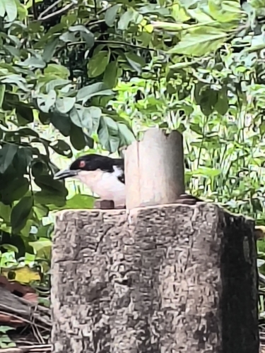 Great Antshrike