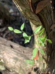 Metastelma barbigerum