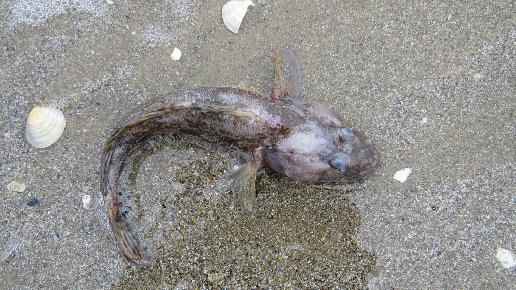 Knout goby (Mesogobius batrachocephalus) — Gobiidae