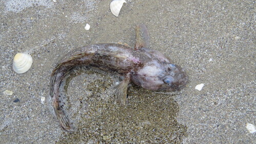 Knout goby (Mesogobius batrachocephalus) — Gobiidae