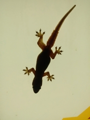 Hemidactylus platyurus