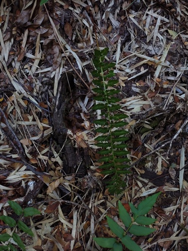 Polystichum plicatum, photograph 2