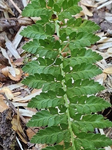 Polystichum plicatum, photograph 3
