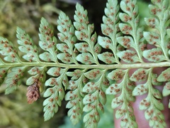 (c) Felipe Horton, some rights reserved (CC BY) Polystichum plicatum, photograph (c) Felipe Horton, some rights reserved (CC BY)