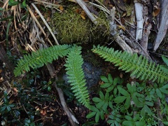 Polystichum plicatum