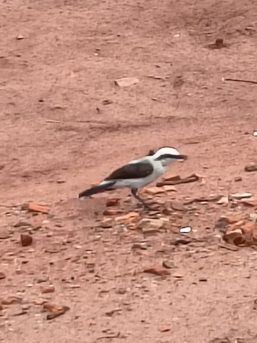 Fluvicola nengeta nengeta