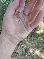 Arrhenatherum elatius