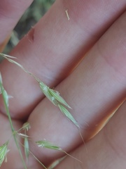 Arrhenatherum elatius, photograph Felipe Horton, CC BY, iNaturalist via GBIF